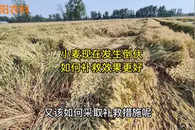 小麦成熟前发生倒伏，小麦减产有多大，采取什么补救措施效果好