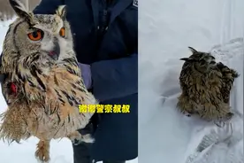 黑龙江警察路边遇受伤猫头鹰，警察查看伤情情况猫头鹰不咬不闹视频封面