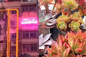 江苏一女子阳台养多肉每晚闪现粉色灯光，网友：这颜色很容易误会