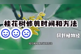 桂花树修剪时间和方法，一共分为3个修剪季度，修剪内容都各不同视频封面