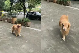 金毛出门就被鸟追着啄已有半月之久，背后原因悲伤又好笑！视频封面