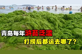 青岛再遭浒苔侵袭，它究竟是从哪来的？打捞上岸后运去了哪？