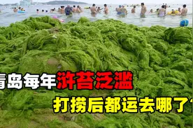青岛再遭浒苔侵袭，它究竟是从哪来的？打捞上岸后运去了哪？视频封面