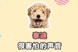 泰迪很害怕的几种声音，你都知道吗？视频封面