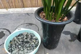 “碎瓦片”这样处理，用来养兰花，疏松透气保水，效果好！视频封面