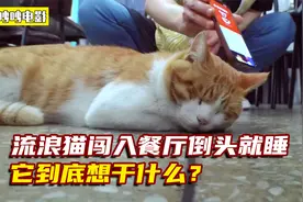 流浪猫闯入餐厅倒头就睡，怎么都叫不醒，它到底想干什么？视频封面