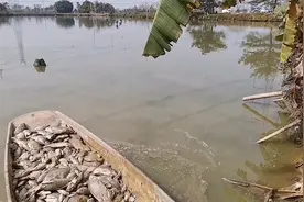 佛山养殖高手也躲不了罗非冬天水霉病，损失惨重啊