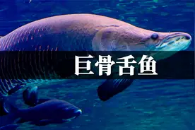 食人鱼的克星，鳞片可做防弹衣，亚马逊河中霸主巨骨舌鱼有多强？视频封面