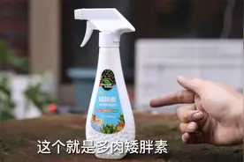 养多肉徒长怎么办？园艺师教你，用矮壮素，抑制多肉长太高视频封面