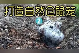 沉浸式养仓鼠 把仓鼠和蔬菜养一起会发生什么 太解压太好玩了