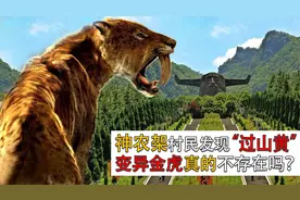罕见“过山黄”现身神农架，据说比白虎更珍贵，会是未知生物吗？视频封面