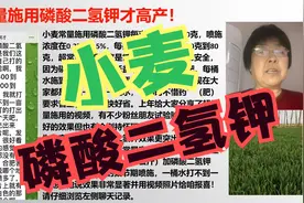 小麦超常量喷施磷酸二氢钾一桶水加多少最高产？「农艺师讲农业」视频封面