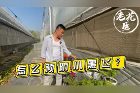 家里养花为啥总有小黑飞？怎么预防和消灭小黑飞？养花必懂小知识视频封面