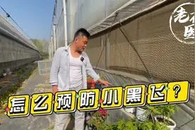 家里养花为啥总有小黑飞？怎么预防和消灭小黑飞？养花必懂小知识视频封面