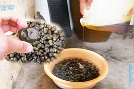 在农村里，原来河里的田螺是带有寄生虫的，大妈说这样弄就没有了视频封面