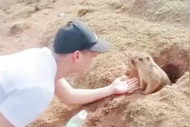 男子作死伸手就要摸土拨鼠，土拨鼠：两手空空还想碰我！视频封面