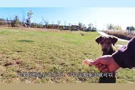 有网友说狗狗不能吃鸡架，这是真的吗，今天大白告诉你真相