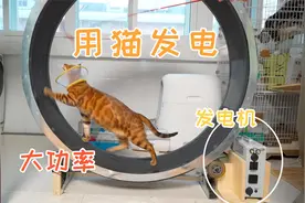 让家里的猫发电，竟能供人半天的用电量！以后不用交电费了