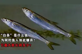 “白条”是什么鱼，为何能让钓鱼人如此嫌弃？它最大能长到多少？