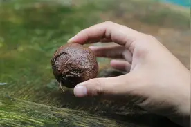 什么植物能在室内爬藤？它就是山乌龟，园艺师教你买回家后怎么养视频封面