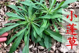 路边的“小蓬草”煮水，没想到它的价值这么高？赶紧挖几棵回家