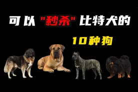 10种可以“完爆”比特犬的猛犬，你真以为藏獒干不过比特？