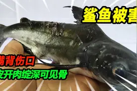 40公分的鲨鱼惨遭毒手，身上伤口深可见骨，一番分析抓住凶手雀鳝视频封面
