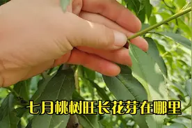 进入七月份桃树旺长不能剪枝良好结果枝在哪里，了解春梢夏梢秋梢