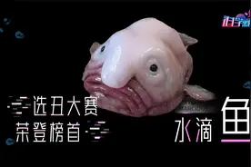 不用化妆本色出演外星人，水滴鱼表情忧伤，是人们对它的误解视频封面