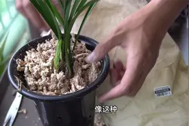 兰花杀手上盆，拜读养兰手册后，我还是决定用水苔来干！视频封面