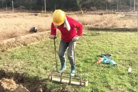 原来马蹄是这样挖出来的，还像稻谷一样长在田里，你见过吗？视频封面