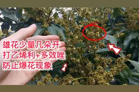 如何避免荔枝爆花？需打乙烯利+多效唑，延缓雄花开放时间