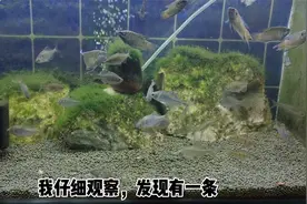 为什么刚到家的观赏鱼，总会鱼鳍溃烂或者分叉，什么原因导致的？