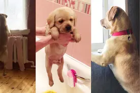 一只俄罗斯狗的爱情小故事视频封面