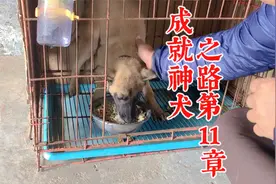 幼犬该如何喂养？有哪些方面需要注意？训犬师分享养犬小知识视频封面