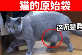 猫咪肚子的这坨肉肉，不是小肚腩，是原始袋，这是猫咪的宝藏！视频封面