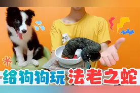 边牧见到“蛇”会有什么反应？三粒药丸能变80CM，超刺激视频封面