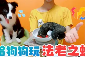 边牧见到“蛇”会有什么反应？三粒药丸能变80CM，超刺激视频封面