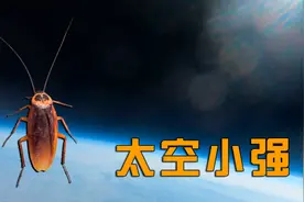 我把一只小强送进了3万米的太空视频封面