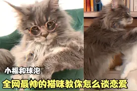 小福：高颜值帅猫，喵界霸道总裁