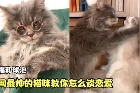 小福：高颜值帅猫，喵界霸道总裁视频封面