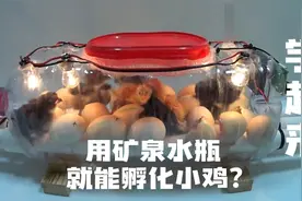 用矿泉水瓶就可孵化出小鸡？过程清晰易懂，带着孩子在家学起来视频封面