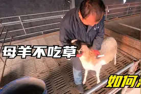 母羊生产完之后不爱吃料，这种产后厌食症不容忽视，看看如何治疗