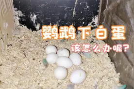 鹦鹉如果下的白蛋，我们该怎么处理呢，让它继续孵化，还是拿出来