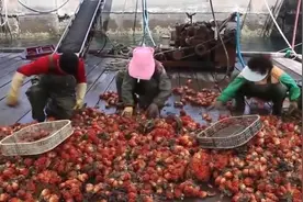渔民收货海菠萝，一串20米长场面壮观，吃上一口非常鲜嫩视频封面