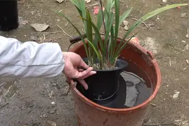 长势差的兰花泡一泡这种水，不久后狂冒新芽，狂开花视频封面