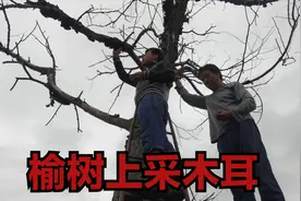 二姑夫家的枯榆树上长满了木耳，老爸上树采，一宁说卖了换酒喝！