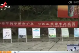 九江：国家二级重点保护动物白鹇 现身庐山国家级自然保护区视频封面