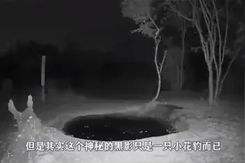 花豹正在喝水，却遭“黑影”偷袭，瞬间吓得豹子原地“起飞”！视频封面