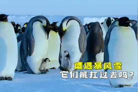 -60℃极寒冰原，企鹅化身“超级奶爸”，记录幼崽成长全过程